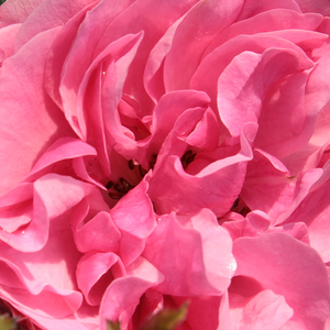 Buy Roses Online - Pink - nostalgia rose - discrete fragrance -  Leonardo da Vinci - Alain Meilland - -